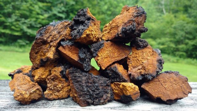 Chaga for diabetes: recipes and reviews