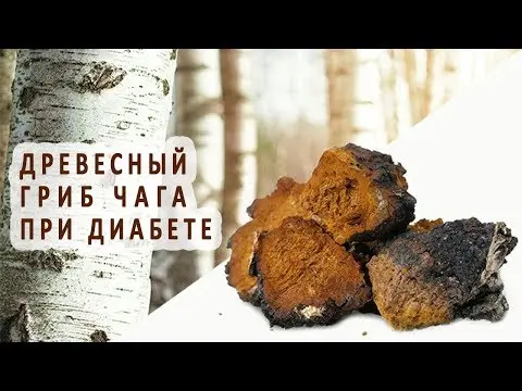 Chaga for diabetes: recipes and reviews