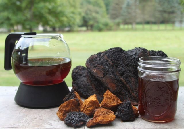 Chaga for hair: reviews and recipes