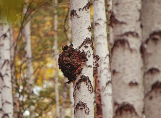 Chaga: how to clean and prepare for drying, storage at home