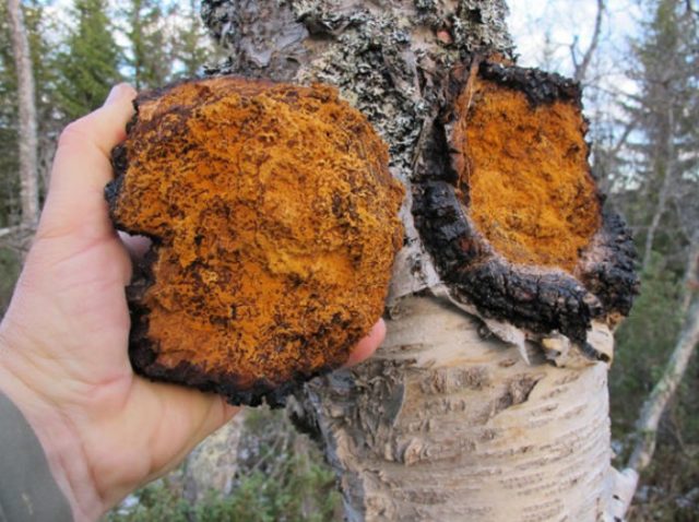 Chaga: how to clean and prepare for drying, storage at home