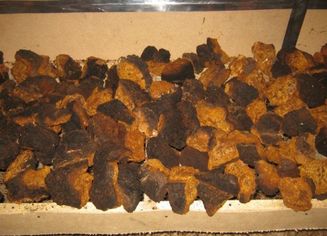 Chaga: how to clean and prepare for drying, storage at home