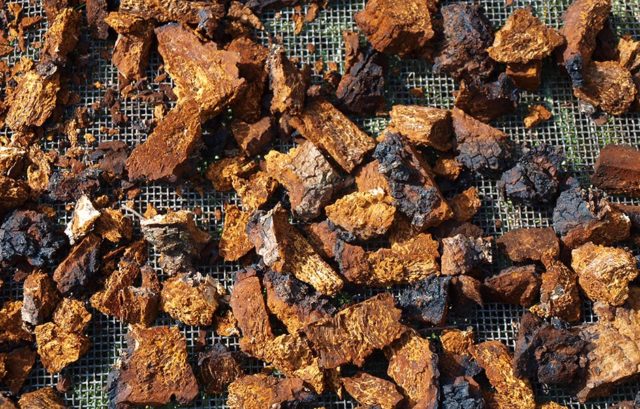 Chaga: how to clean and prepare for drying, storage at home