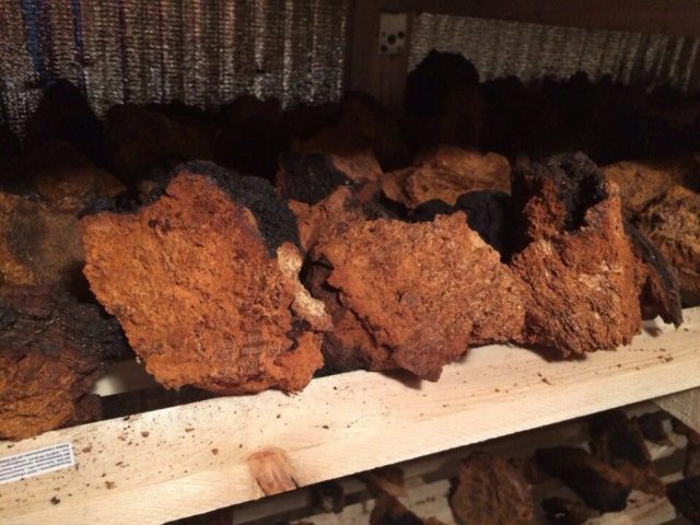 Chaga: how to clean and prepare for drying, storage at home