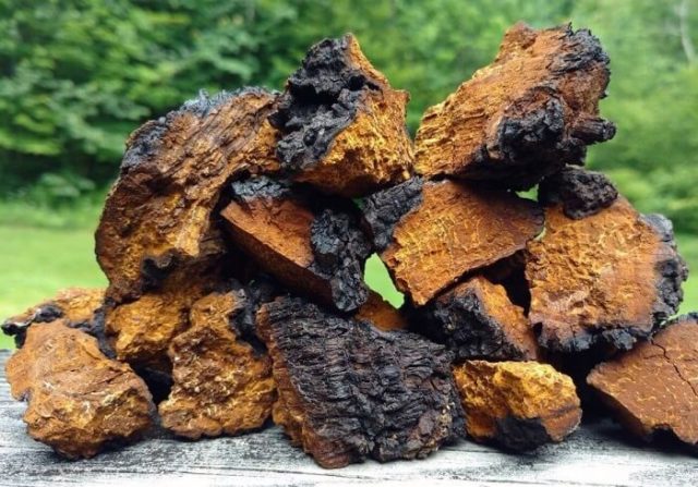 Chaga mushroom: how to brew at home for treatment and prevention