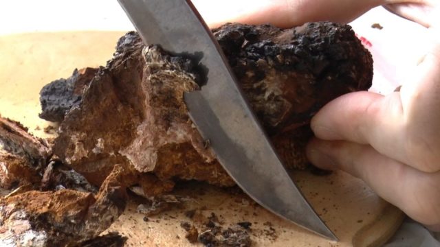 Chaga mushroom: how to brew at home for treatment and prevention