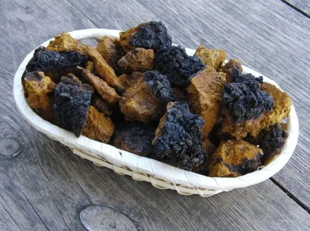 Chaga mushroom: how to brew at home for treatment and prevention