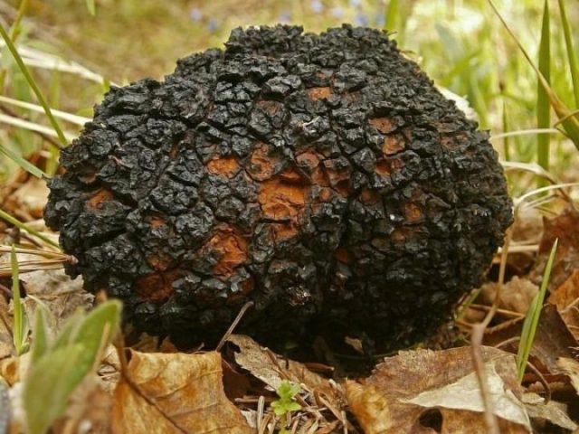 Chaga treatment for oncology: reviews, useful properties, recipes for use