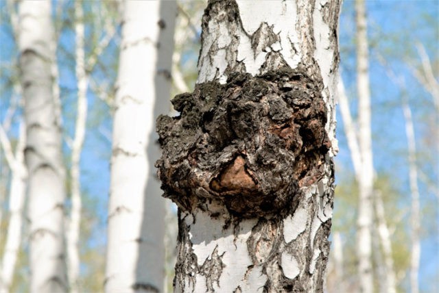 Chaga treatment for oncology: reviews, useful properties, recipes for use