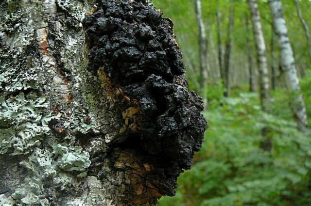 Chaga treatment for oncology: reviews, useful properties, recipes for use