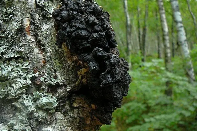 Chaga treatment for oncology: reviews, useful properties, recipes for use