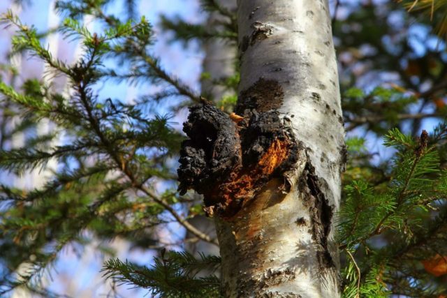 Chaga: what helps, what diseases, use and contraindications