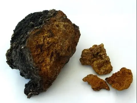 Chaga: what helps, what diseases, use and contraindications