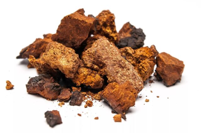 Chaga: what helps, what diseases, use and contraindications