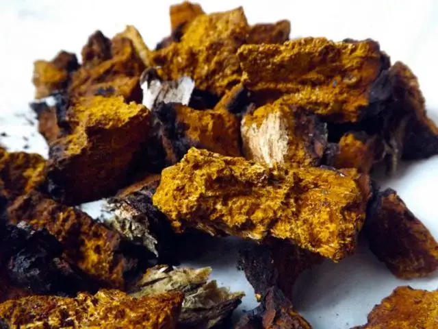 Chaga with gastritis of the stomach: recipes, reviews