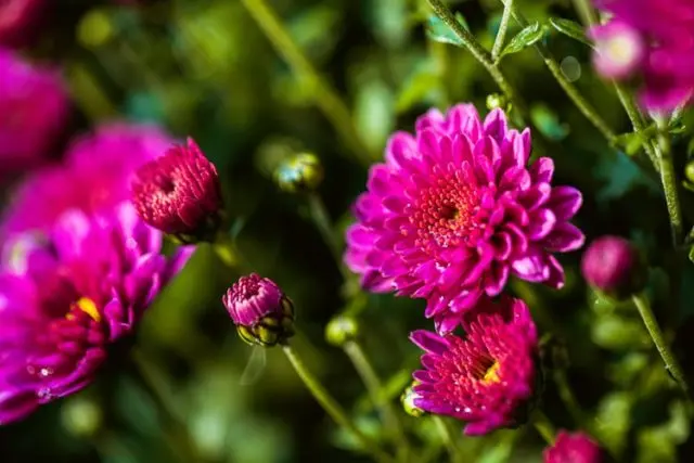 Chamomile chrysanthemum: description, varieties, planting and care