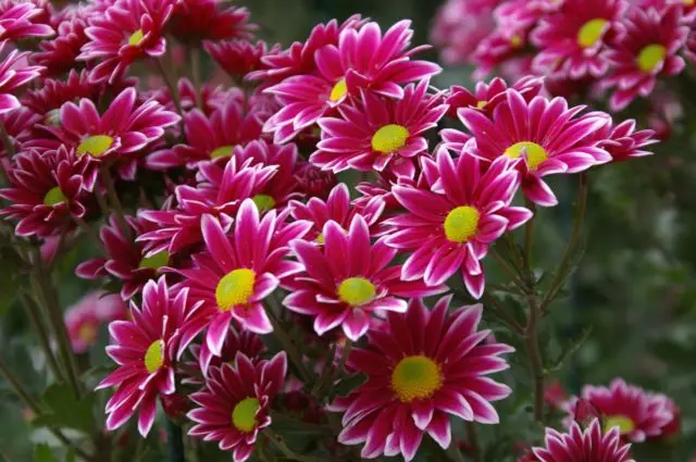 Chamomile chrysanthemum: description, varieties, planting and care