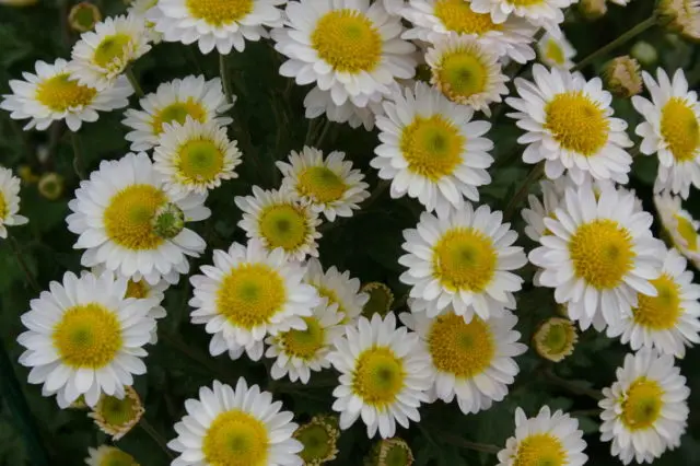 Chamomile chrysanthemum: description, varieties, planting and care