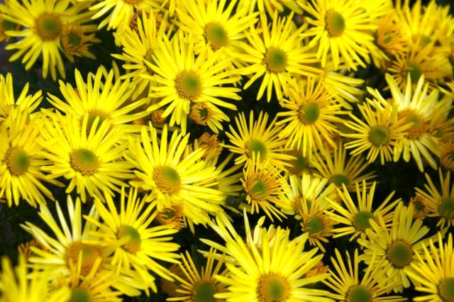 Chamomile chrysanthemum: description, varieties, planting and care