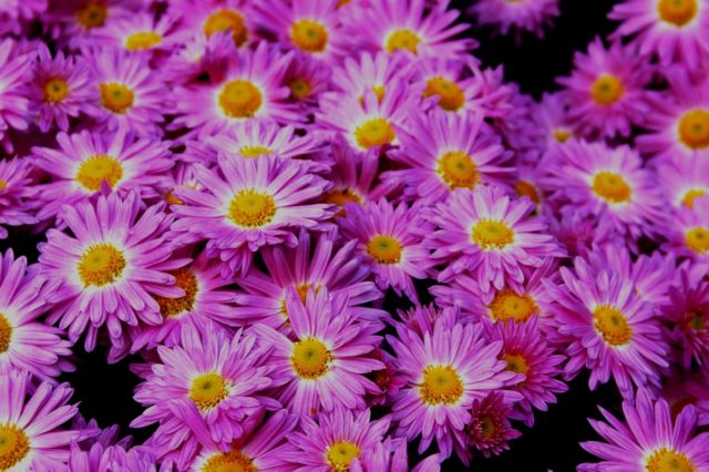 Chamomile chrysanthemum: description, varieties, planting and care