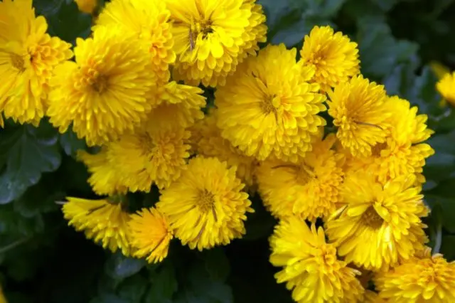 Chamomile chrysanthemum: description, varieties, planting and care