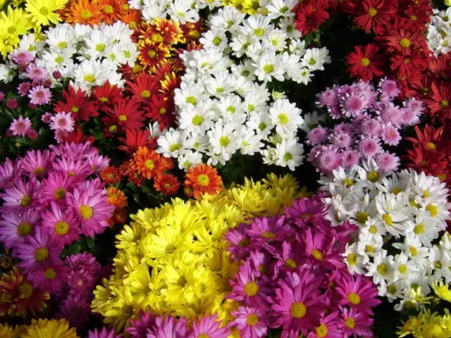 Chamomile chrysanthemum: description, varieties, planting and care