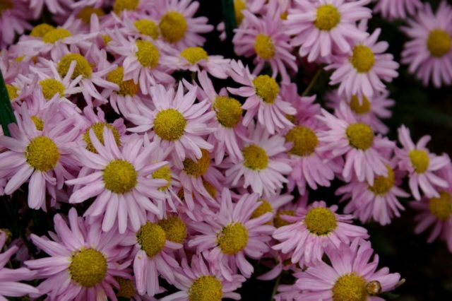 Chamomile chrysanthemum: description, varieties, planting and care