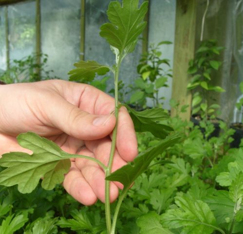 Chamomile chrysanthemum: description, varieties, planting and care