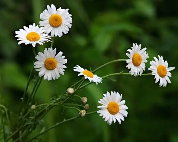 Chamomile chrysanthemum: description, varieties, planting and care