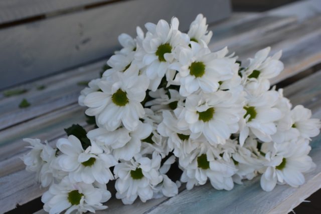 Chamomile chrysanthemum: description, varieties, planting and care