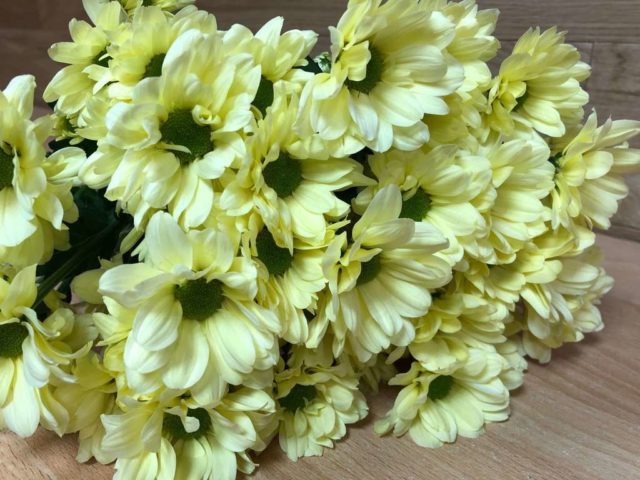 Chamomile chrysanthemum: description, varieties, planting and care