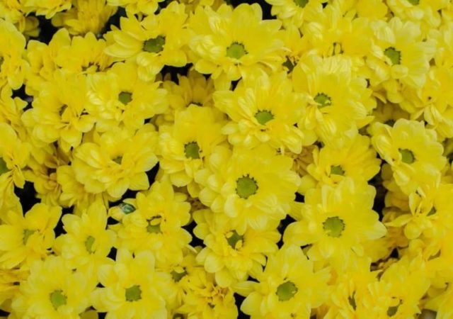 Chamomile chrysanthemum: description, varieties, planting and care