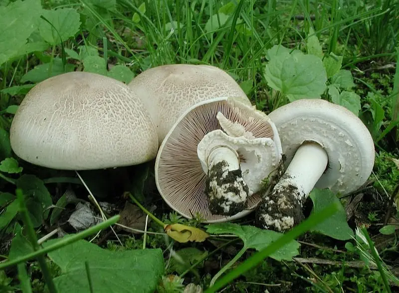 Champignon (Agaricus comtulus) photo and description