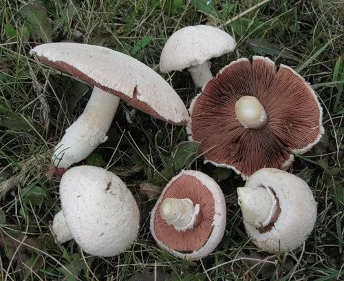 Champignon (Agaricus comtulus) photo and description