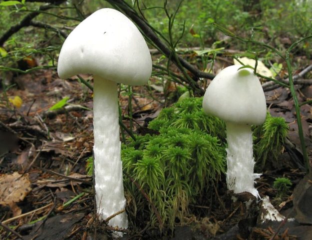 Champignon and its dangerous counterparts: name, photo and description of false and poisonous mushrooms