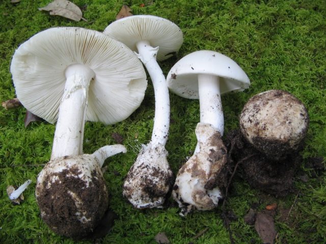 Champignon and its dangerous counterparts: name, photo and description of false and poisonous mushrooms