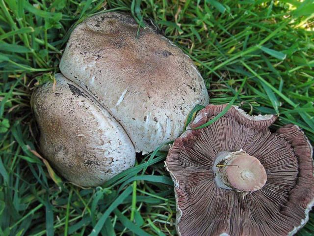 Champignon and its dangerous counterparts: name, photo and description of false and poisonous mushrooms