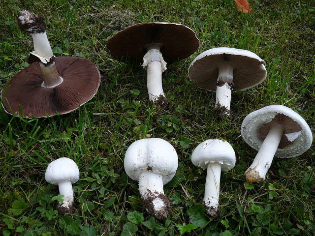 Champignon and its dangerous counterparts: name, photo and description of false and poisonous mushrooms