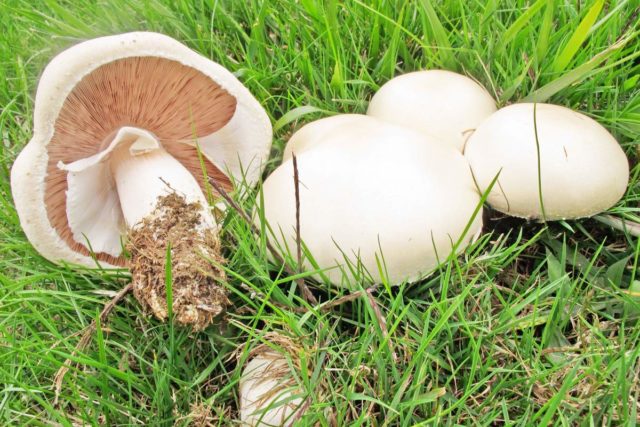 Champignon and its dangerous counterparts: name, photo and description of false and poisonous mushrooms