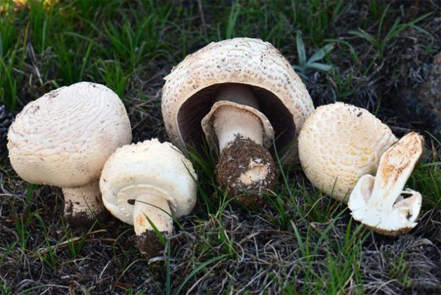 Champignon and its dangerous counterparts: name, photo and description of false and poisonous mushrooms