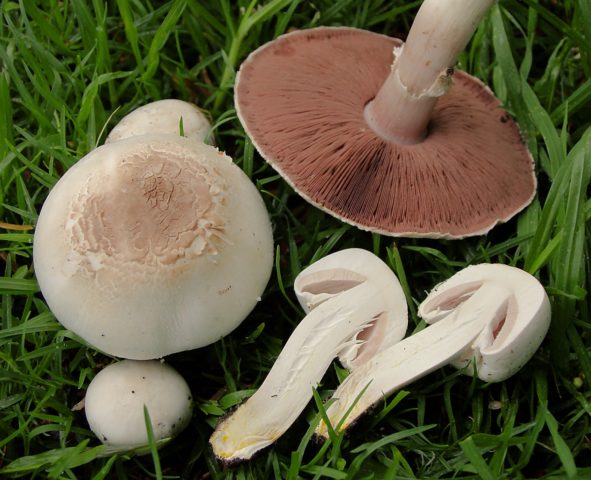 Champignon and its dangerous counterparts: name, photo and description of false and poisonous mushrooms