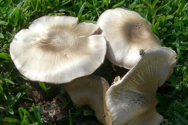 Champignon and its dangerous counterparts: name, photo and description of false and poisonous mushrooms