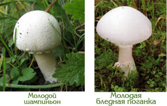 Champignon and pale grebe: comparison, how to distinguish