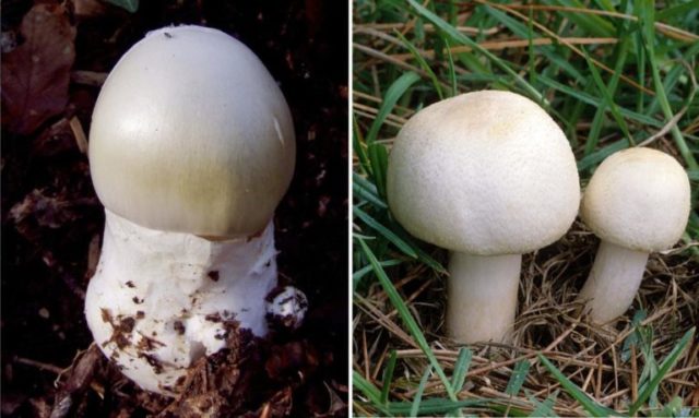 Champignon and pale grebe: comparison, how to distinguish