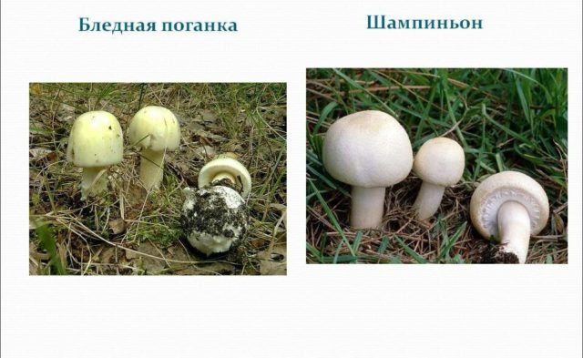 Champignon and pale grebe: comparison, how to distinguish