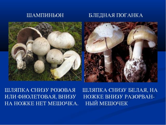 Champignon and pale grebe: comparison, how to distinguish