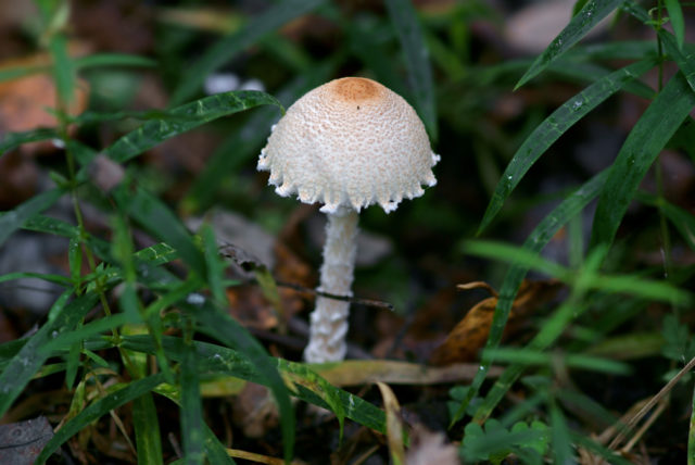 Champignon and pale grebe: comparison, how to distinguish