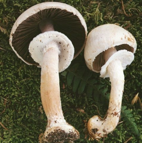 Champignon distinctly nodular (curve): edibility, description and photo