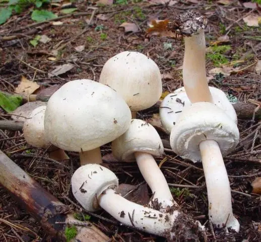 Champignon distinctly nodular (curve): edibility, description and photo