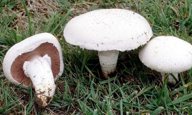 Champignon distinctly nodular (curve): edibility, description and photo